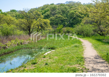 新緑の風景　自然観察　北本自然公園　埼玉県北本市 102270302