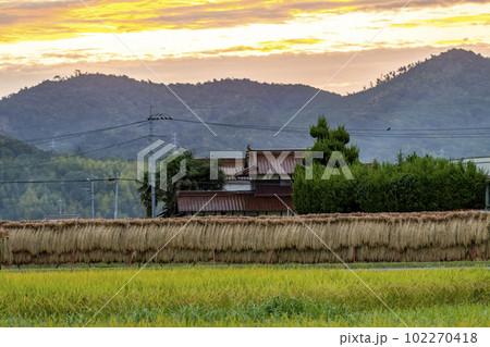 農村の秋景色　稲架掛けの並ぶ刈り入れ前の田んぼ 102270418