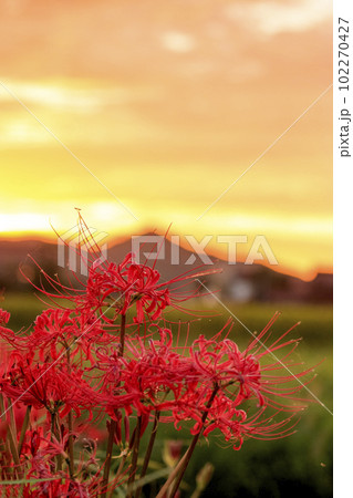 日本の原風景　実った田に咲く彼岸花咲く 102270427