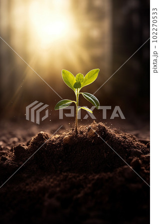 新芽 若木 朝日 希望 エコロジー 農業 新芽 若木 朝日 希望 エコロジー 農業 102270533