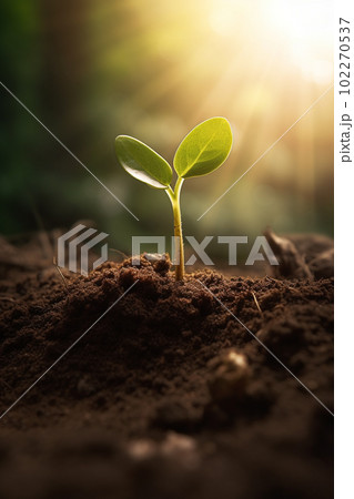 新芽 若木 朝日 希望 エコロジー 農業 102270537
