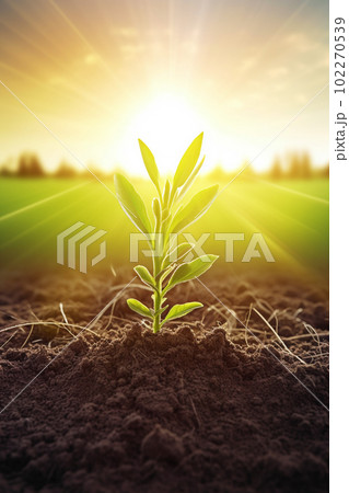 新芽 若木 朝日 希望 エコロジー 農業 新芽 若木 朝日 希望 エコロジー 農業 102270539