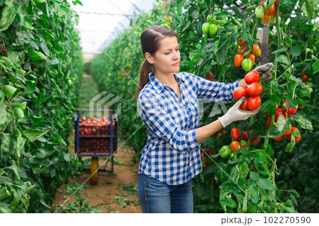 Successful female gardener with ripe red tomatoes 102270590