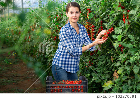 Portraite of positive woman harvests ripe red cherry tomatoes 102270591