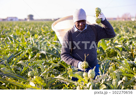 Gardener harvesting fresh artichokes on plantation Gardener harvesting fresh artichokes on plantation 102270656