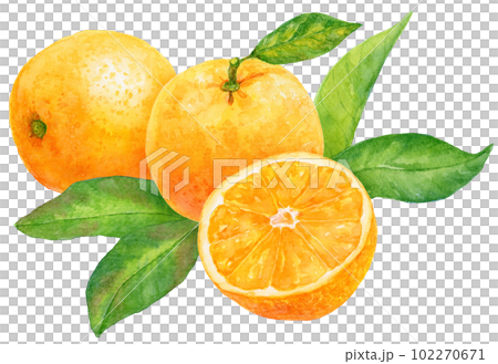 オレンジの水彩イラスト　葉がついた実と半分の実　オレンジの葉 102270671