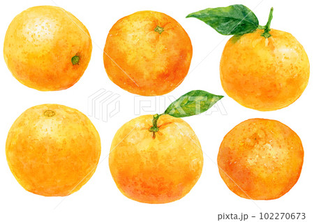水彩で描いたオレンジのイラスト　様々なオレンジの実の素材集 102270673