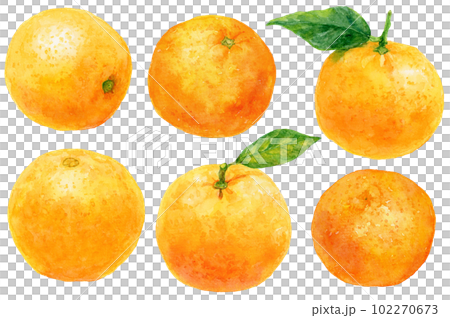 各種橘子素材水彩畫圖解 102270673