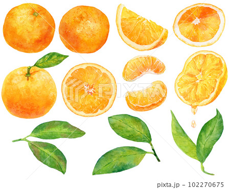 水彩で描いたオレンジ(みかん)のイラスト素材集　オレンジの実と葉、カットオレンジ　セット 102270675