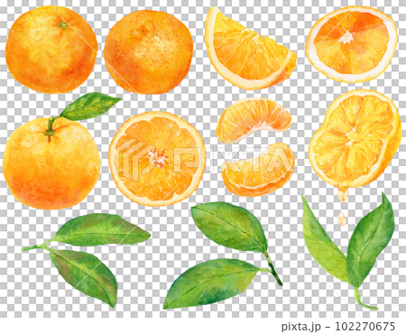 橘子（橘子）水彩畫的插圖素材集橙色水果和葉子，切好的橘子集 102270675