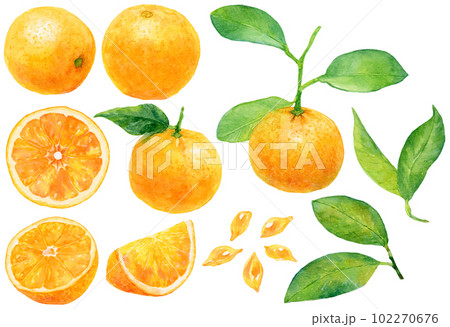 水彩で描いたオレンジのイラスト素材集　バレンシアオレンジとネーブルオレンジ　セット 102270676