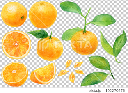 水彩で描いたオレンジのイラスト素材集　バレンシアオレンジとネーブルオレンジ　セット 102270676