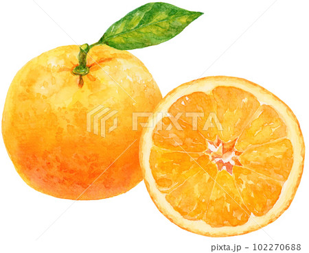 オレンジ(みかん)の水彩イラスト　葉月のオレンジと輪切りのオレンジ 102270688