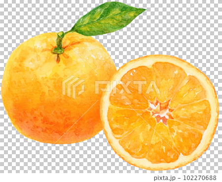 オレンジ(みかん)の水彩イラスト　葉月のオレンジと輪切りのオレンジ 102270688