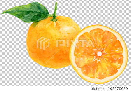 葉つきのオレンジ(みかん)と半分のオレンジの水彩イラスト 葉つきのオレンジ(みかん)と半分のオレンジの水彩イラスト 102270689