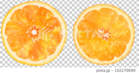 橙色（橘子）切片的橫截面水彩插圖 102270690