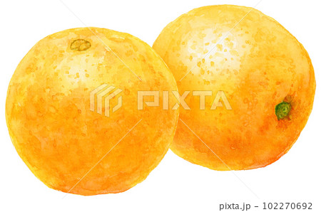 水彩で描いたオレンジのイラスト 2個のネーブルオレンジ 水彩で描いたオレンジのイラスト 2個のネーブルオレンジ 102270692