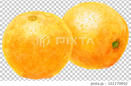水彩で描いたオレンジのイラスト 2個のネーブルオレンジ 水彩で描いたオレンジのイラスト 2個のネーブルオレンジ 102270692