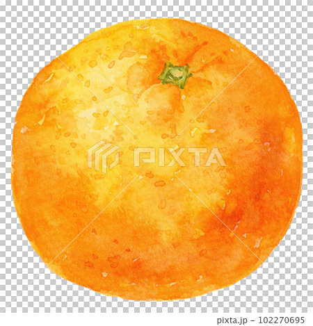 水彩畫的橘子（橙色）的插圖 102270695