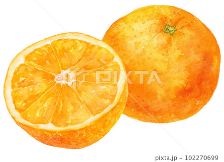 ミカン(オレンジ)の水彩画 半分の実と丸ごとの実のイラスト素材