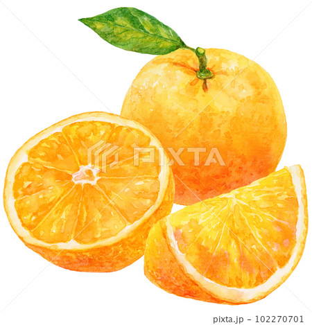 カットしたオレンジと葉がついたオレンジの水彩イラスト カットしたオレンジと葉がついたオレンジの水彩イラスト 102270701
