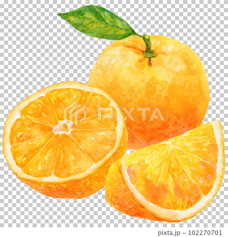 切好的橙子和帶葉子的橙子的水彩插圖 102270701