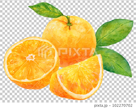 橙子和橙子的水彩插圖，背景是橙色的葉子 102270702