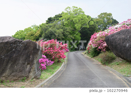 ツツジの咲く風景 ツツジの咲く風景 102270946