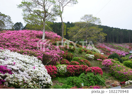 ツツジの咲く風景 ツツジの咲く風景 102270948