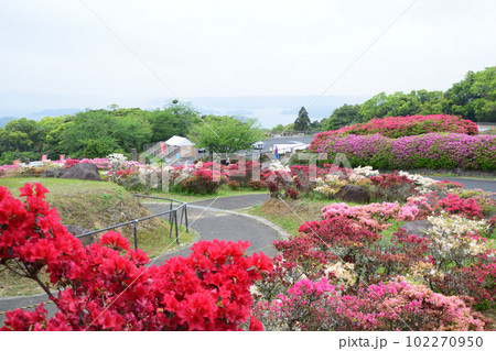 ツツジの咲く風景 ツツジの咲く風景 102270950