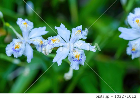 ひっそりと咲く満開のシャガの花 102271012