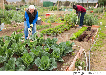Senior man horticulturist with mattock working with cabbage 102271158