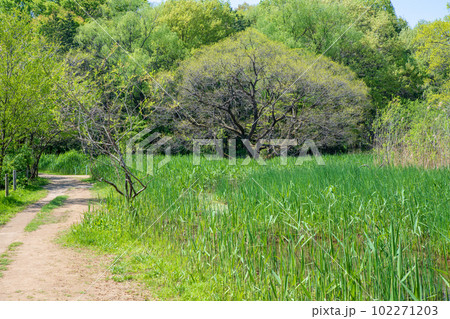 新緑の風景 自然観察 北本自然公園 埼玉県北本市 新緑の風景 自然観察 北本自然公園 埼玉県北本市 102271203