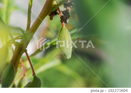 ホウセンカの実 102271604