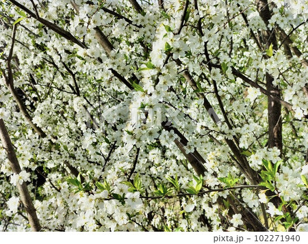 姫林檎の花 102271940