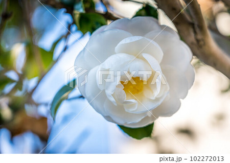 11月の青空と白いサザンカ 102272013