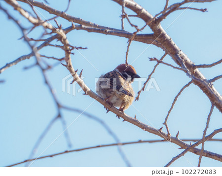風で羽が乱れるスズメ 風で羽が乱れるスズメ 102272083