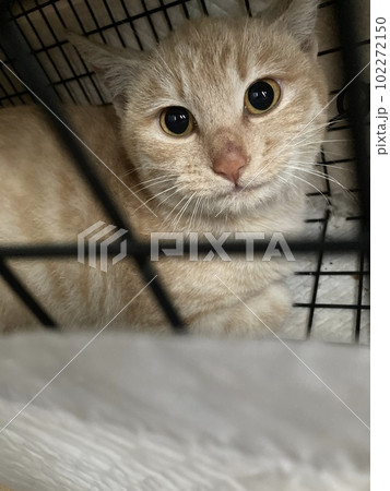 保護猫 保護猫 102272150