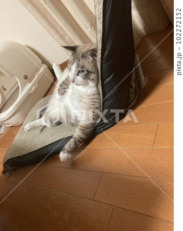 だらけた猫 102272152