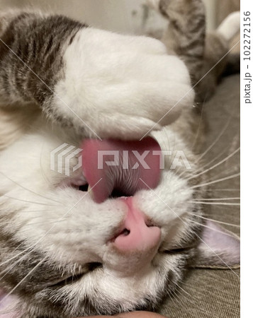 毛づくろいする猫 毛づくろいする猫 102272156