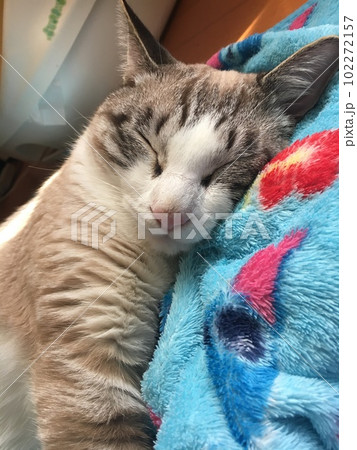 眠る猫 102272157