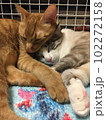 仲良し猫 102272158