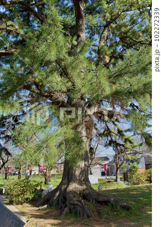 鳥取県境港台場公園の黒松 鳥取県境港台場公園の黒松 102272339