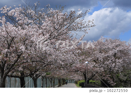 桜・瑞ヶ池公園 桜・瑞ヶ池公園 102272550