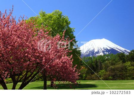 八重桜咲く富士 八重桜咲く富士 102272583