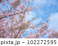 青空に咲く桜 102272595