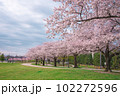 春のまつばら綾瀬川緑地公園 102272596