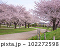 まつばら綾瀬川緑地公園の桜並木 102272598