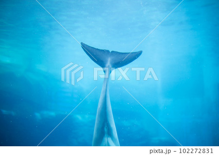 名古屋港水族館のイルカ 102272831