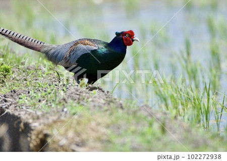 キジ pheasant / Japan キジ pheasant / Japan 102272938
